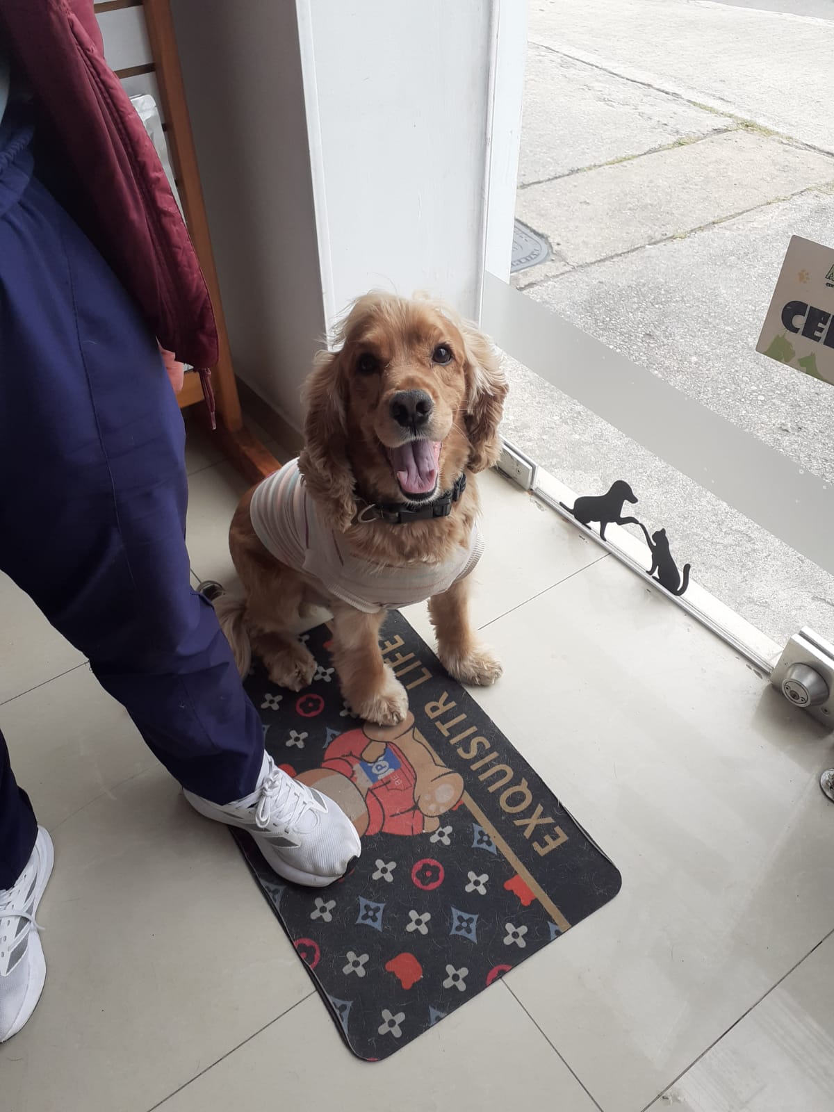 Cocker spaniel feliz