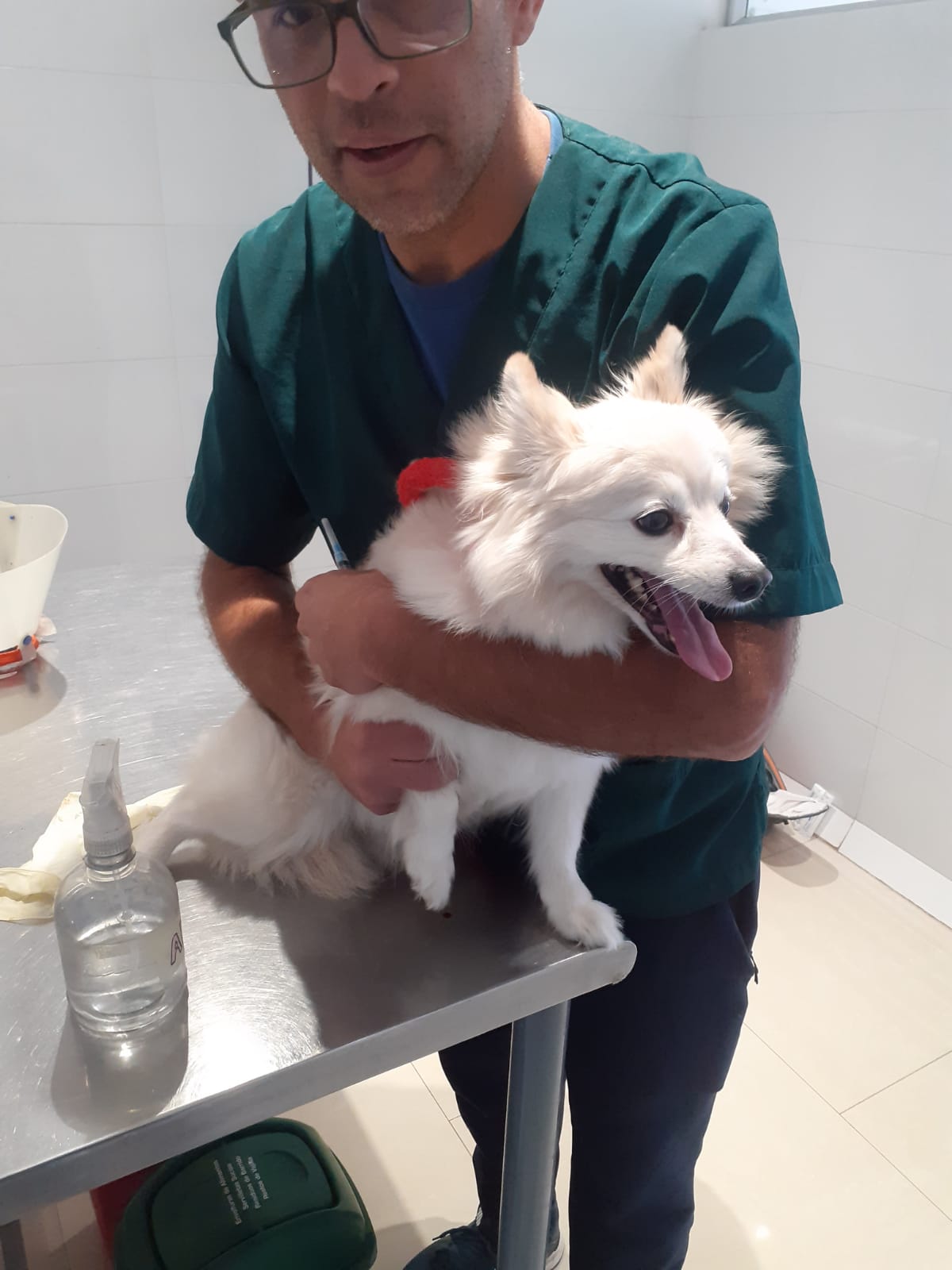 Perrito en consulta veterinaria