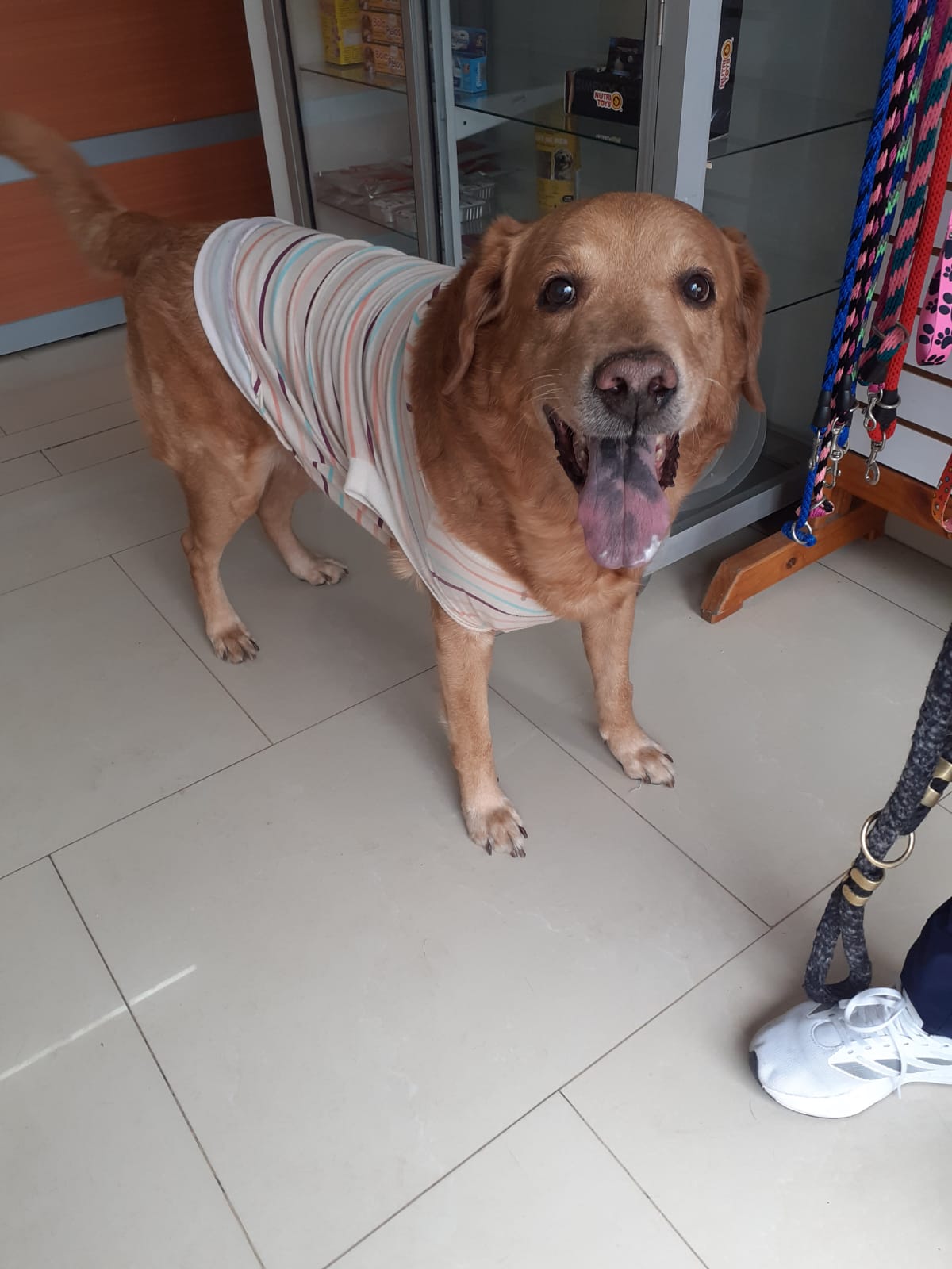 Labrador con camiseta